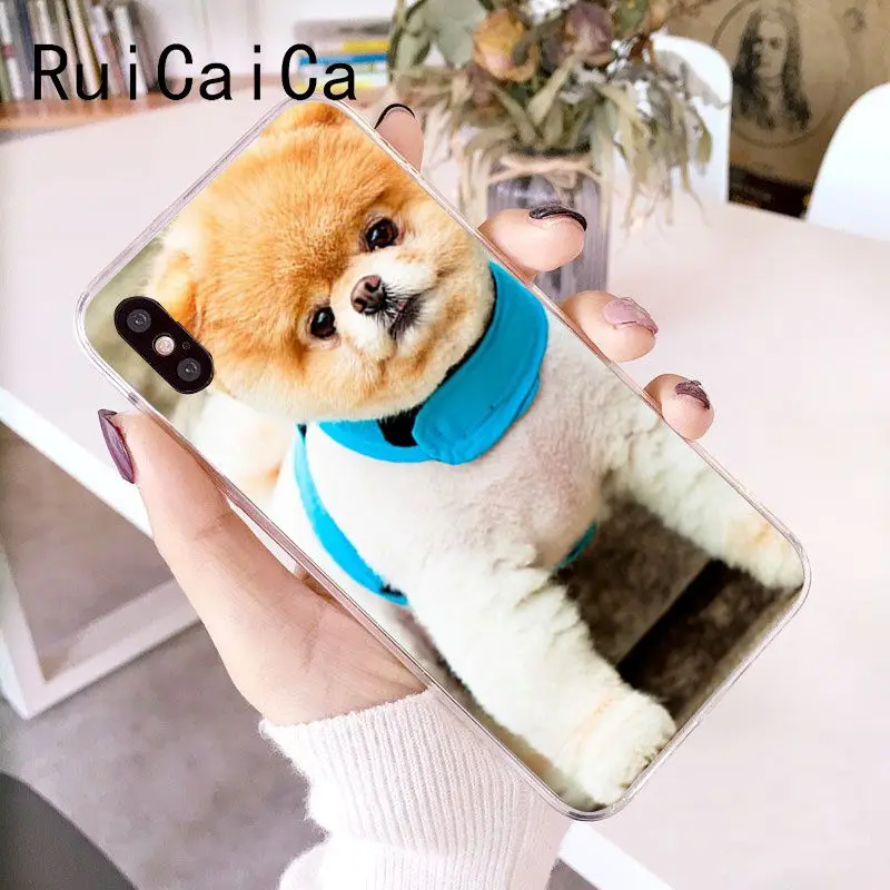 Pomeranian dogs dog