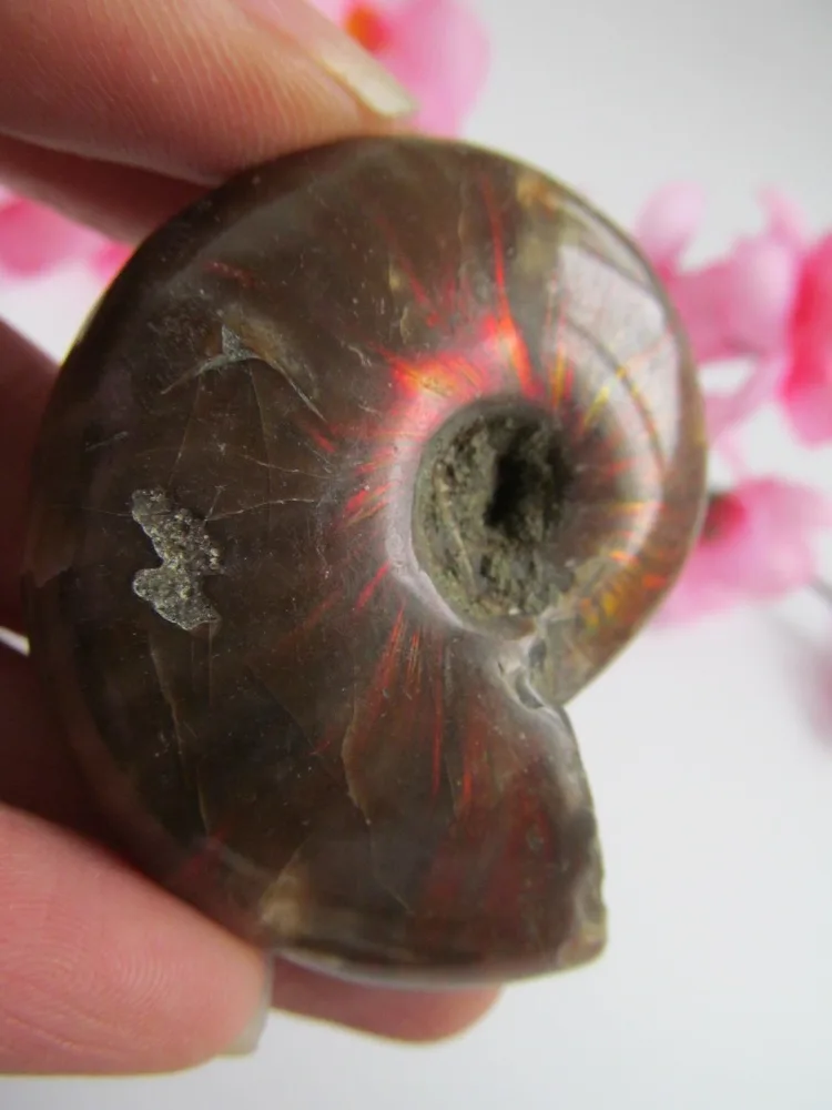 Rare! Natural Rainbow bAMMONITE AMMOLITE SHELL GEM FOSSIL