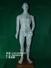

Lettering process 98CM Human Acupuncture Point Model Body meridians