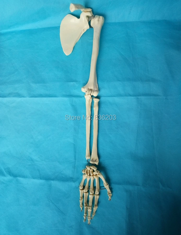 Human Medical skeleton Adult left arm bone Skull anatomy anatomical brain skull medical ...