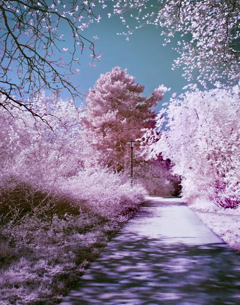 

5x7ft Pink Flowers Tree Photography Backdrops Photo Props Studio Background
