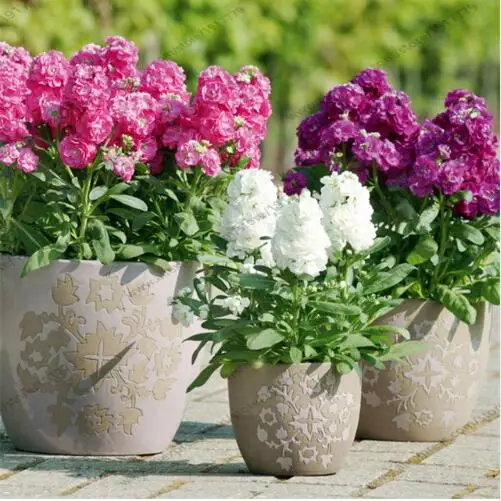 

Matthiola 200 pcs -(Matthiola Incana Ten Week Mix Color )Perfume Night scented Plants bonsai Violet Flowers