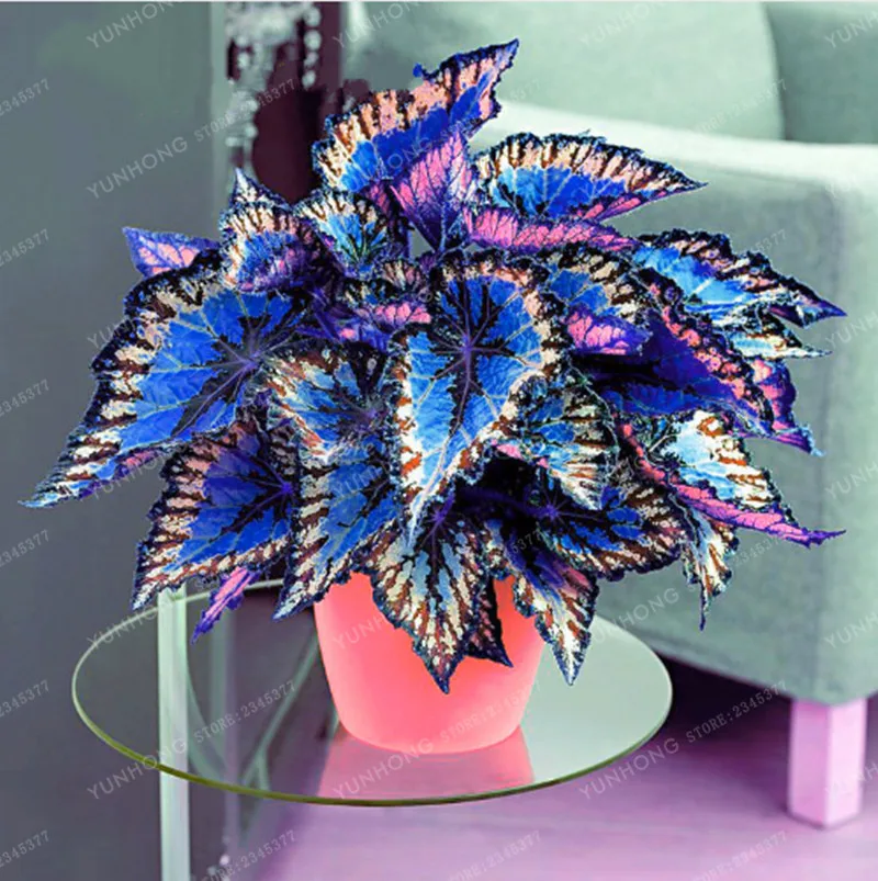 100pcs Janpanse Bonsai Coleus plant Foliage Plants Perfect Color Rainbow Dragon bonsai Beautiful Flower Plant Garden Semente