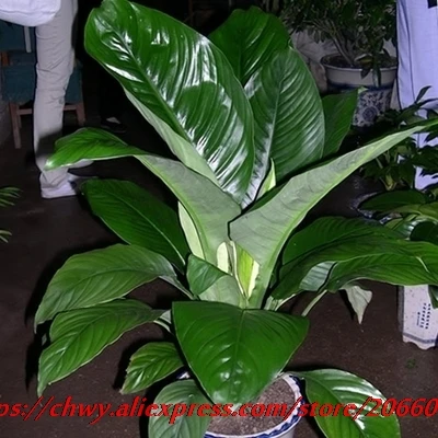 Семена Спатифиллума Купить В Интернет Магазине