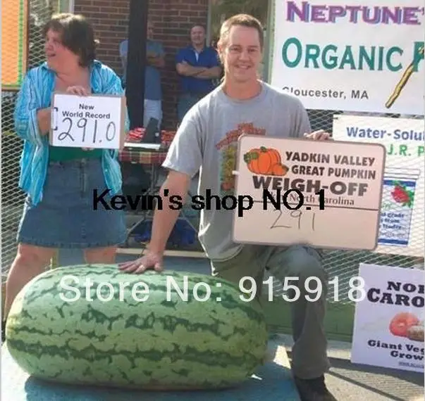 Fruit seeds North Carolina Giant Watermelon 20 Seeds HUGE