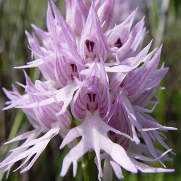 Japanese Flower Radiata Seeds 50pcs Orchid World's Orchids Species