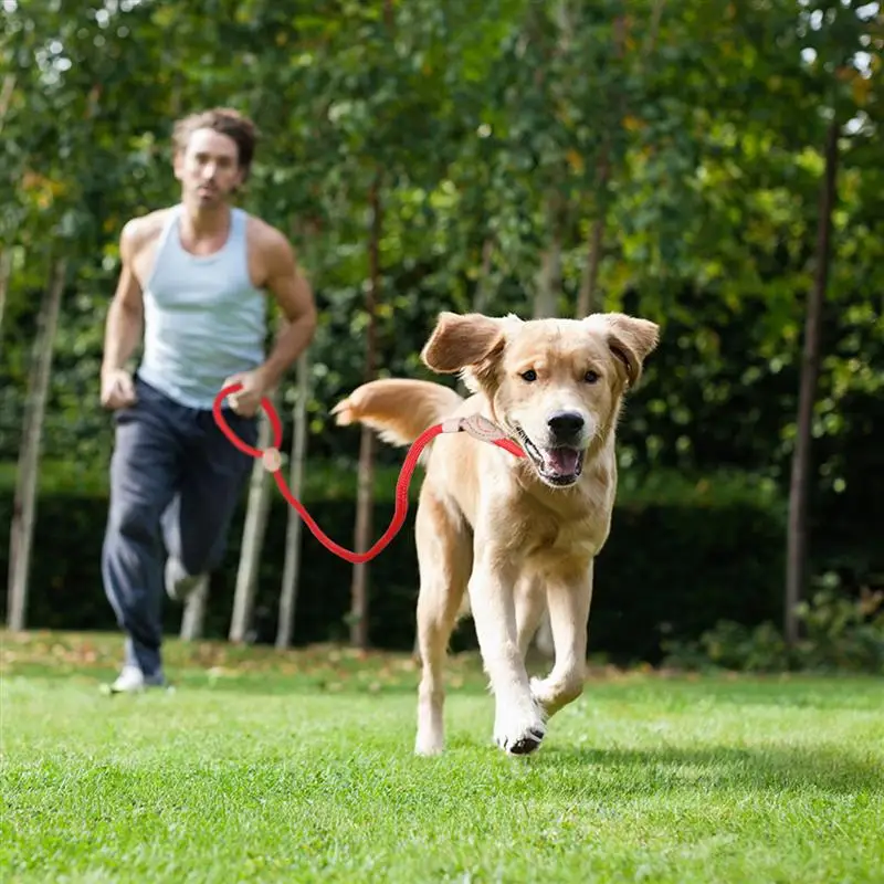 Тренинг животных. Ретривер и мужчина бегут по лестнице. How to Tame a Dog.