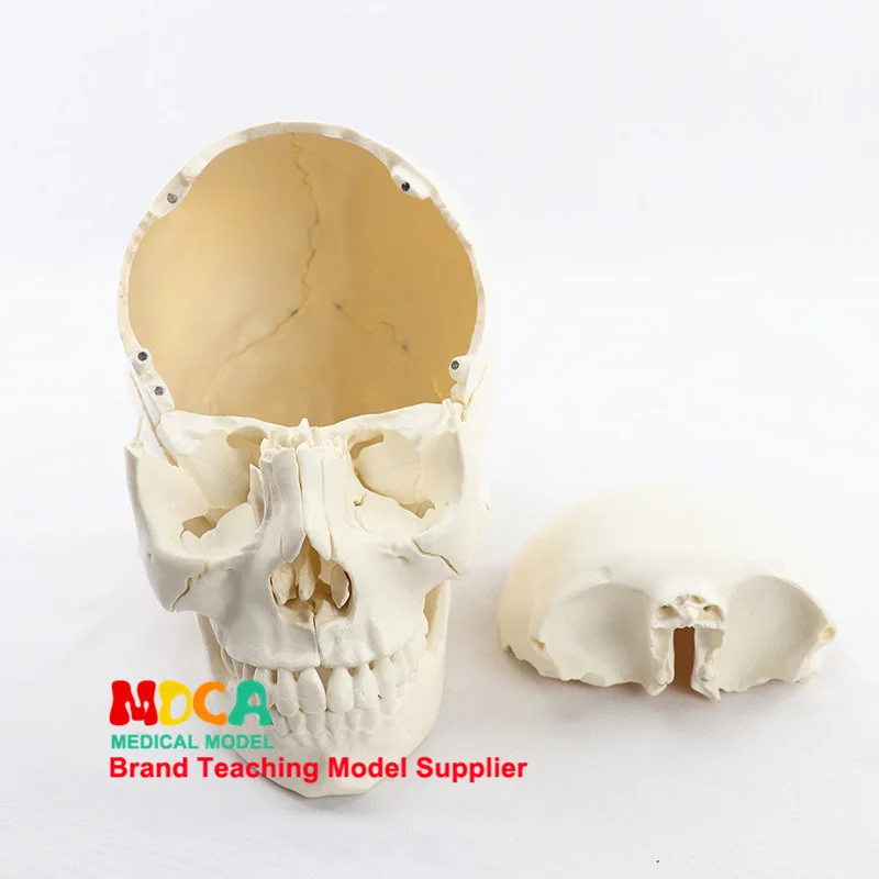 1:1 Lifesize Human Skull Model True colors Medical teaching equipment 22 Parts Anatomical Anatomy Skeleton Model