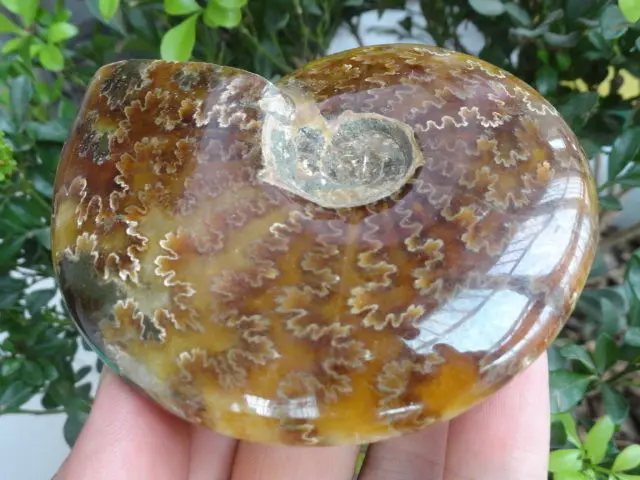 

230g New Find NATURAL Cretaceous AMMONITE FOSSIL SPECIMEN