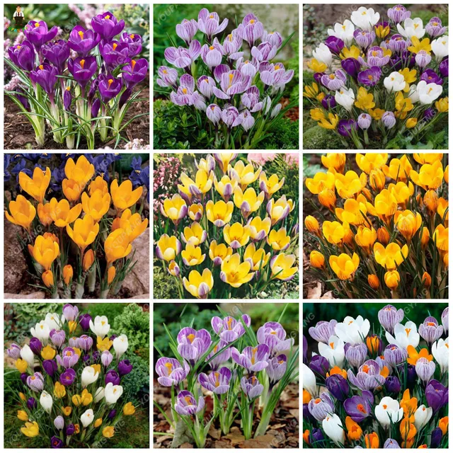 50 pz fiore di Zafferano piante rare bella Zafferano fiori da giardino plantas p 50 pz fiore di Zafferano piante rare bella Zafferano fiori da giardino plantas p