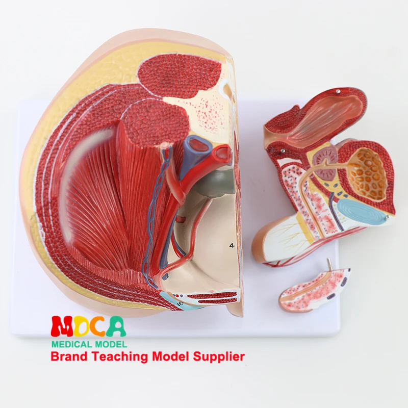 Медиана малого таза Sagittal модель резекции медицина обучение планирования семьи Мужской мочеполовой и тазовой системы MMNXT001