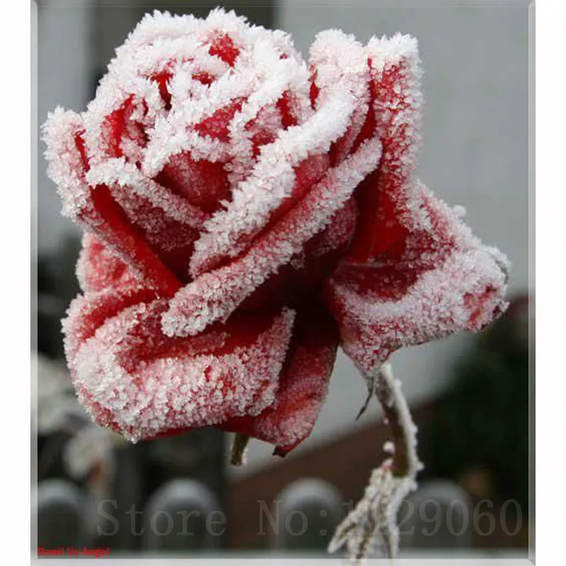 

Diamond Painting Cross Stitch Crystal Square 5D Diamond Mosaic Rhinestone Decora Paintings Icon Diamond Embroidery Diy Snow Rose