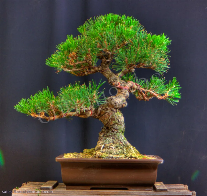 

50pcs/Bag Thunbergii Black Pine bonsai Tree flores Potted Plants Japanese bonsai Pine Tree for home garden plants