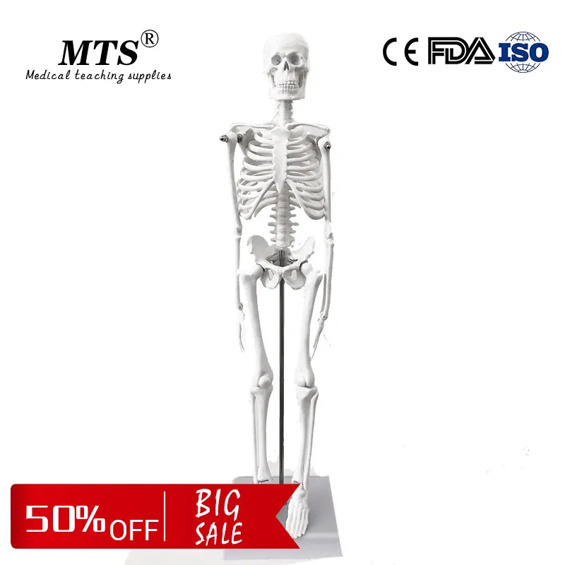

45CM Human Anatomical skeleton model for medical Anatomy teaching bone model