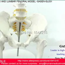 Обучение медицинских человека таз поясничного головки бедренной кости ортопедии таза тела кости скелета скелетных Модель-GASEN-GL031