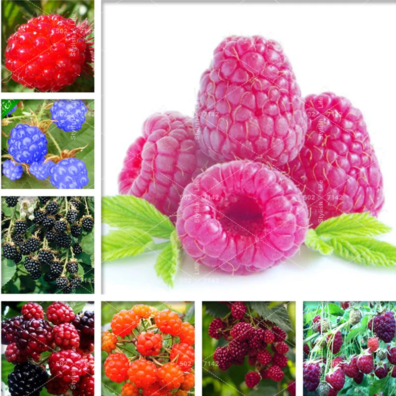 

100pcs Sweet and organic Blackberry tree Raspberry bonsai, stratified fruit tree home garden plantas creepers fruit bonsai plant