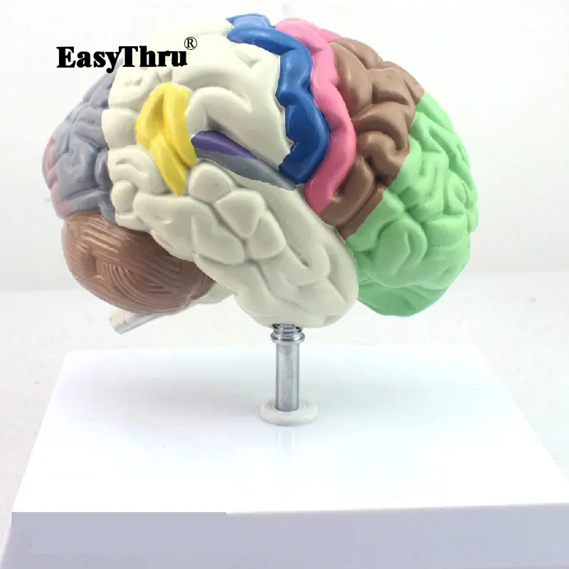 

Human Anatomical Model Partition Brain Chamber Hemisphere Telencephalon Model