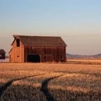 Barn in a field  Hobson  Montana  USA Poster Print (18 x 7)