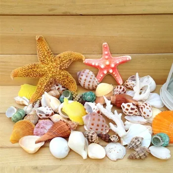 

A large package of concha shells corales decor starfish aquaterrium design ocean wedding decoration