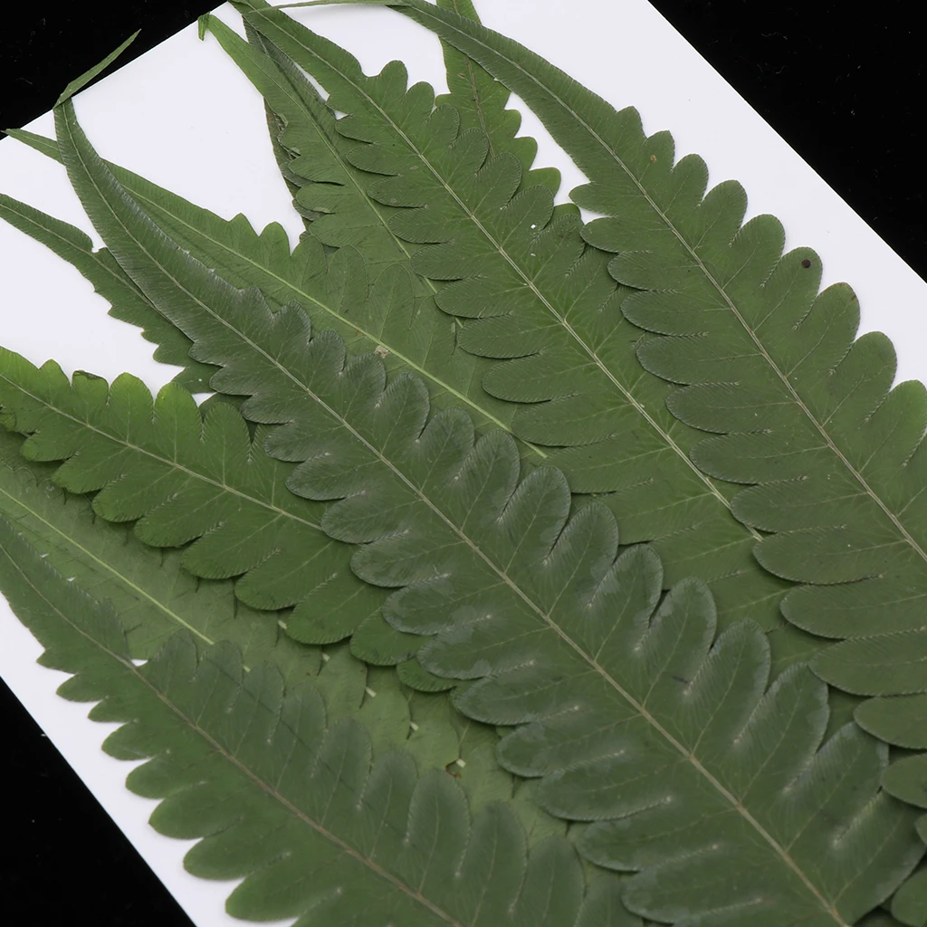 12 Pieces Pressed Fern Leaves, Natural Real Dries Flower Leaves for DIY Crafts
