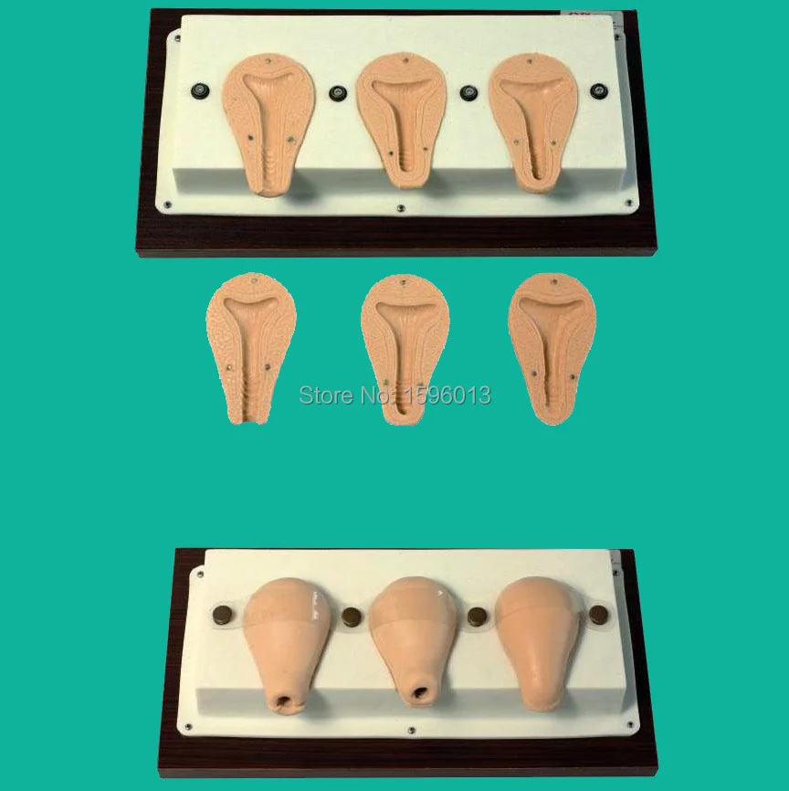 

Advanced Artificial Abortion Simulated Uterus, Simulation of artificial abortion uterine,Uterus Anatomical Model