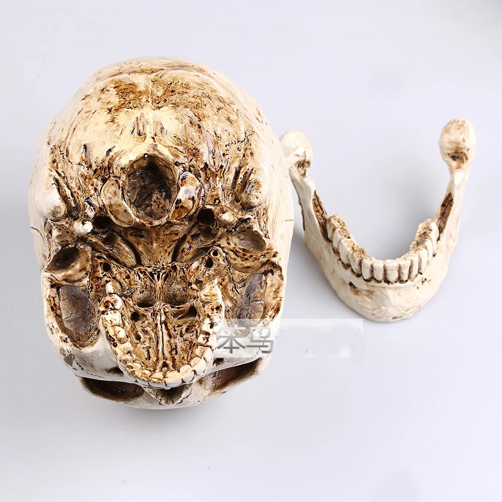 human skull model Mongol resin skull model  human skeleton model 3