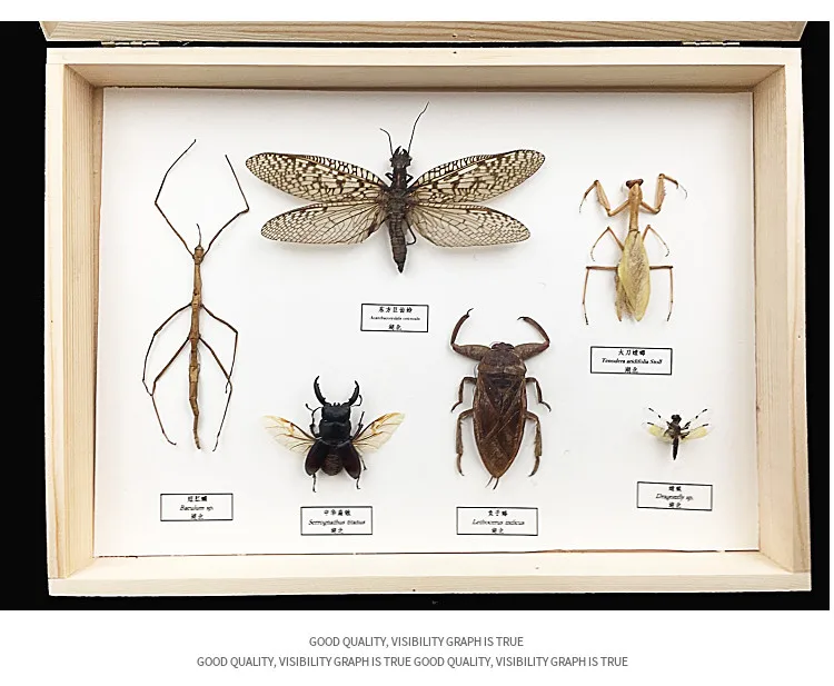 Хорошее качество Образцы насекомых набор с демонстрационными рамками Цикада/саранча/жуки/Coleoptera/Trypoxylus dichotomus