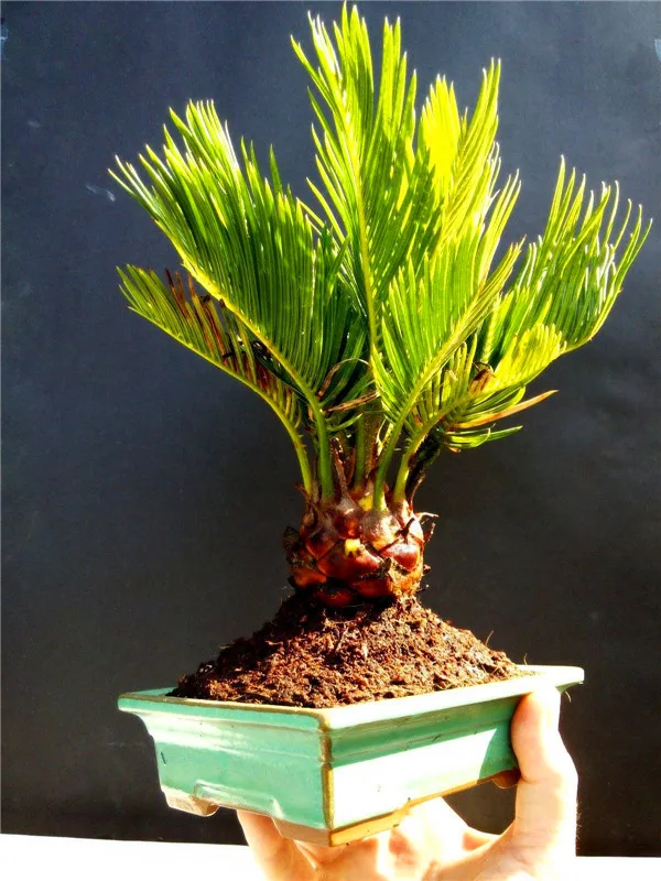 

True cycad plant tree potted for indoor plant garden flowers Easy to Grow Cycad Bonsai Tree 1pcs/bag