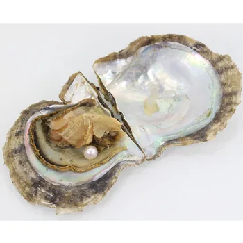 

Wholesale Most Popular saltwater Oyster shell with natural white 7-8mm Pearl Gifts Love Wish Individual live party show AR022