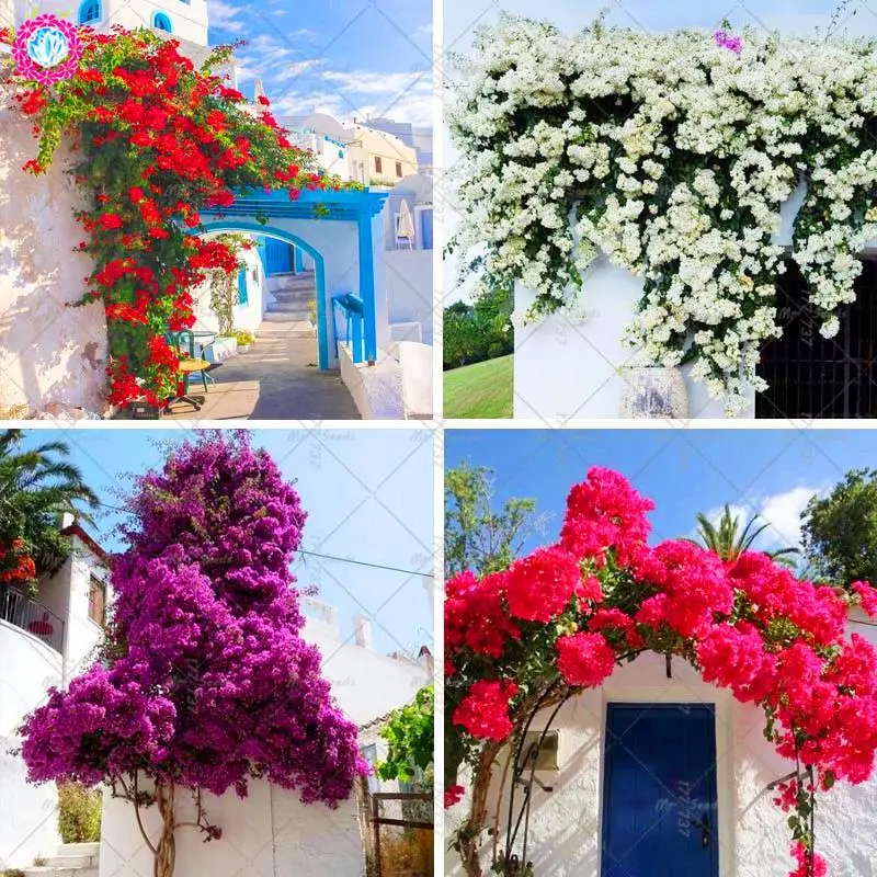 

20pcs Garden Climbing Plants Bougainvillea Spectabilis Willd plant Bougainvillea plant Perennial Flower plant