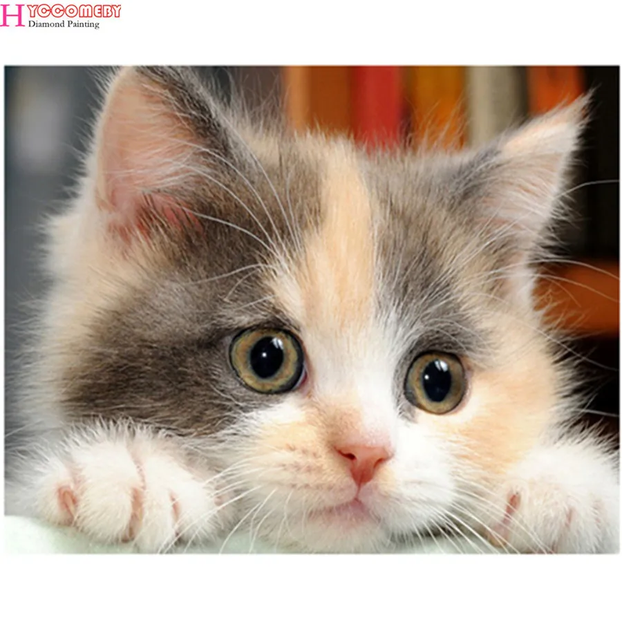 Unduh 4800 Gambar Hewan Kucing  