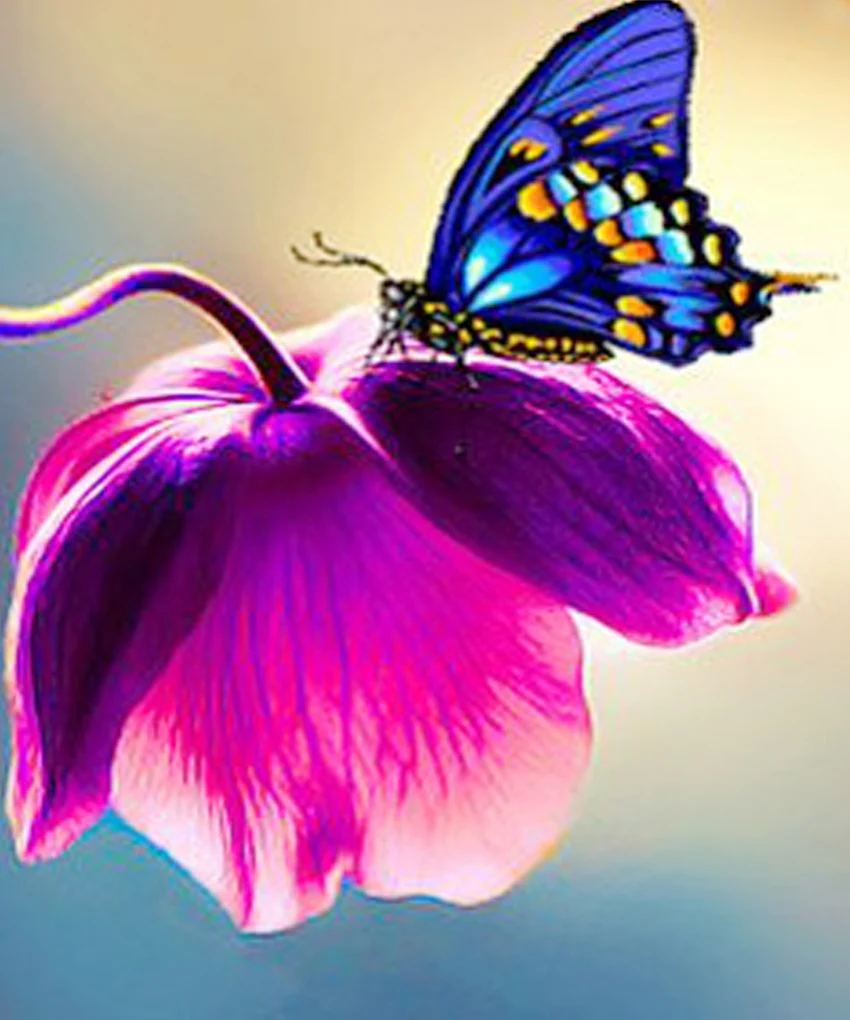 Аватарки с бабочками. Бабочка на цветке. Бабочки в цветах. Красивые бабочки на цветах. Бабочки на цветах картинки.