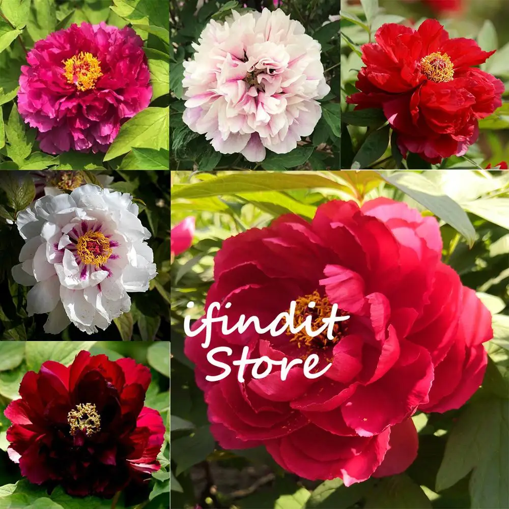 

20pcs rare double peony Bonsai perennial peony flowers home garden plant flower Plantas Chinese Paeonia Suffruticosa for balcony