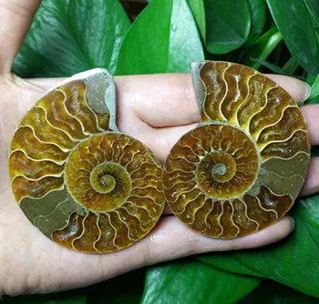 

06146 a Pair of Split Iridescent ammonite fossil slices polished