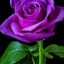 На заказ алмазная живопись фиолетовые розы Вышивка крестиком Рождество Санта Клаус hibah домашний декор diy pintura Алмазная мозаика Круз фильмы