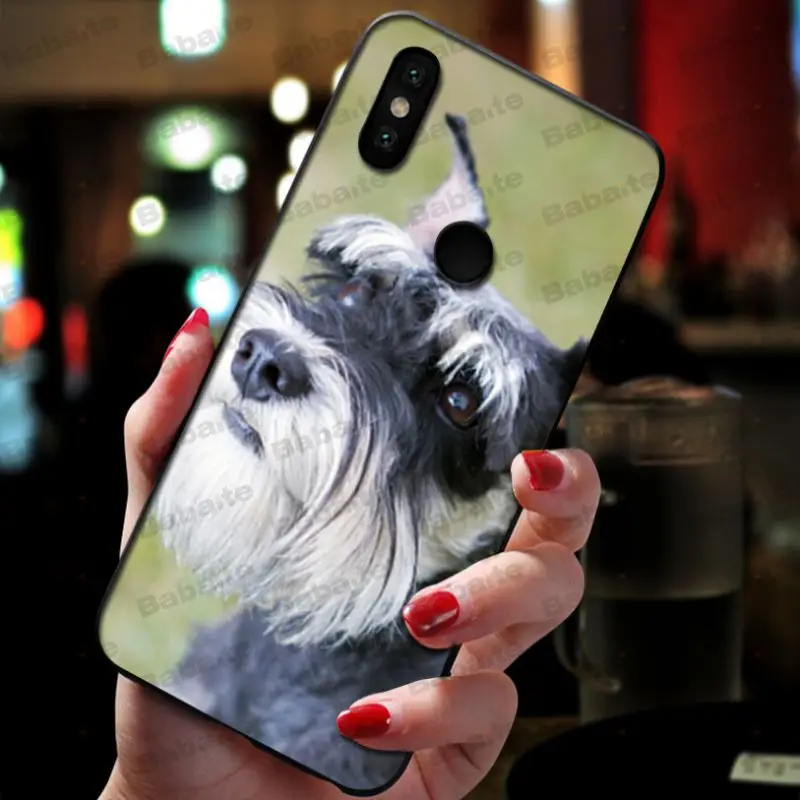 Miniature schnauzer puppy dog