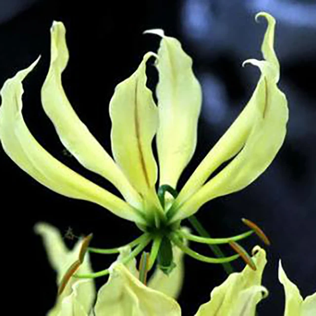 1 pcs Bulb Flame Lily Bulbs GreenSeedGarden