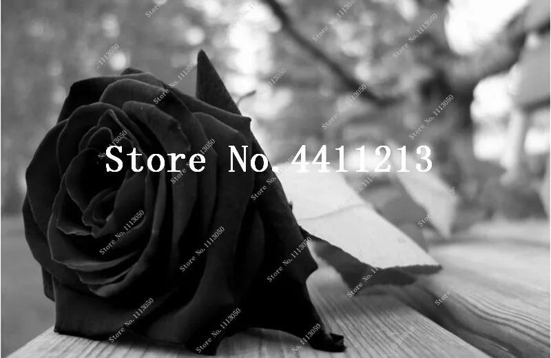 100 Pcs Black Rose Flower Plant Bonsais Beautiful Perennial Flowers
