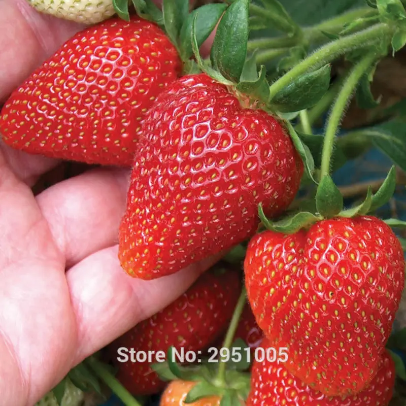 

200pcs Strawberry four season sowing fruit bonsai plant home garden free shipping