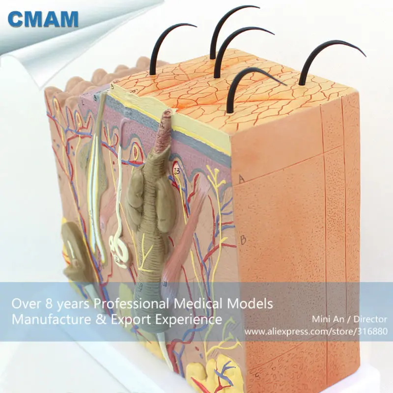 

CMAM/12530 SKIN- Skin Block-70x life size, Human E.N.T. Medical Teaching Anatomical Model