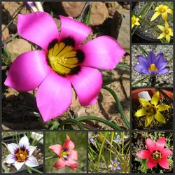 100 шт Свежие настоящие Romulea Monticola semillas-Bonsai цветочные растения sementes (Lou-mu-li)