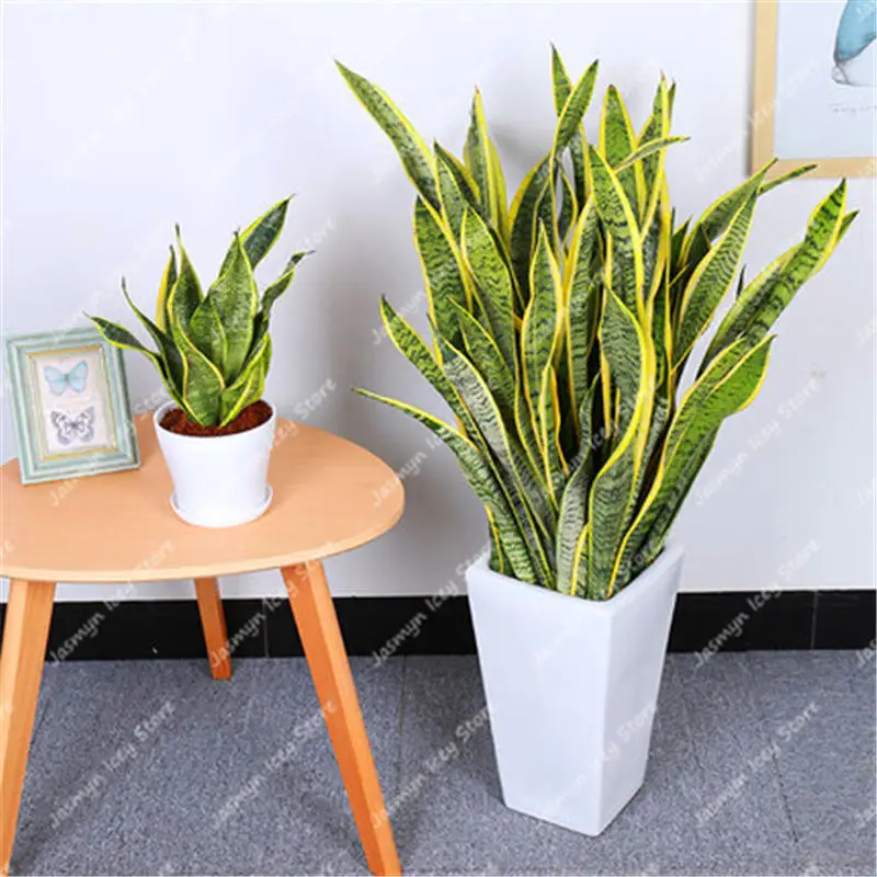 100 шт Змеиный завод Бонсай многолетний Sansevieria Trifasciata Прайн суккулентные Лиственные растения для украшения дома сада