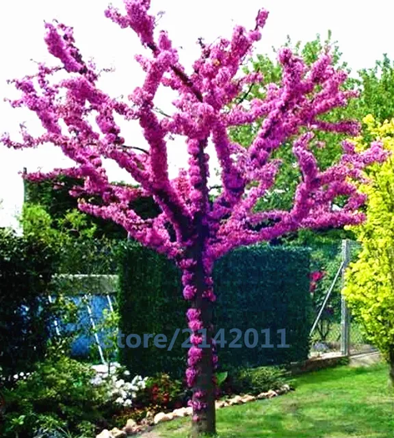 20pcs Bag Bauhinia Cercis Chinensis Bonsai Flower Chinese Redbud 20pcs Bag Bauhinia Cercis Chinensis Bonsai Flower Chinese Redbud Tree Nature