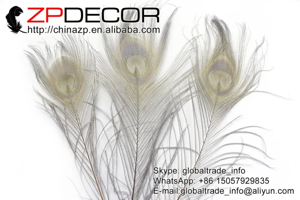 6 Grey Peacock Tail Feather (153)
