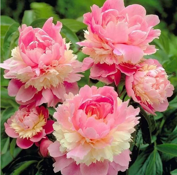 

10 pcs Flowers with Very Beautiful Mixed Colors - Family Garden Free of Freight