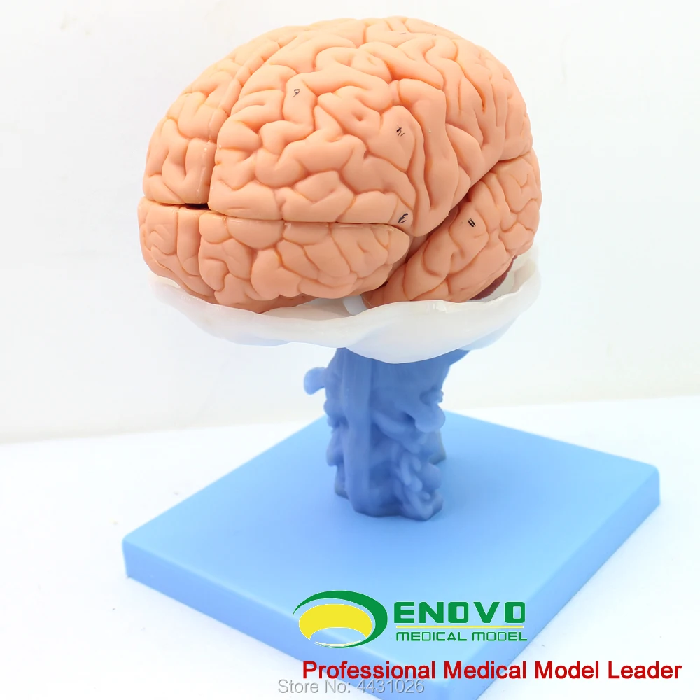 ENOVO модель мозжечка в мозг медицинский человека. Мозг