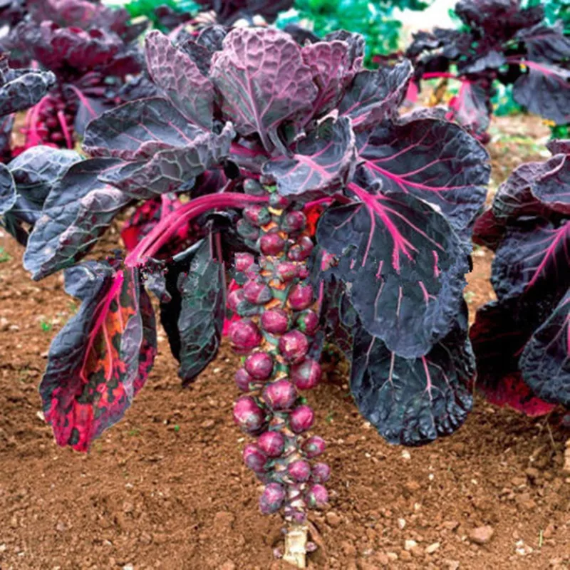 Purple Thousand headed cabbage brussels sprouts cabbage