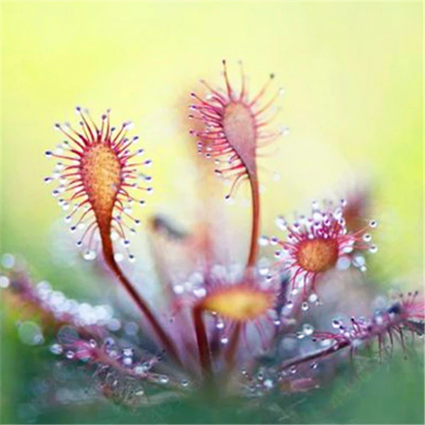 100/batch of insectivore flytrap bonsai sunscreen plant large rosewood fur garden plant planting radiation protection flycatcher
