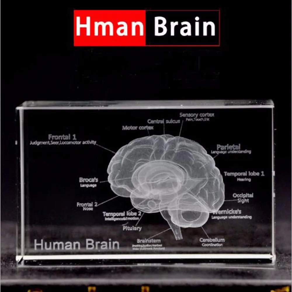 1 шт./упак. Прохладный 3D с украшением в виде кристаллов с внутренней резьбы по дереву человеческий мозг для художественный эскиз и Анатомия и медицинского образования
