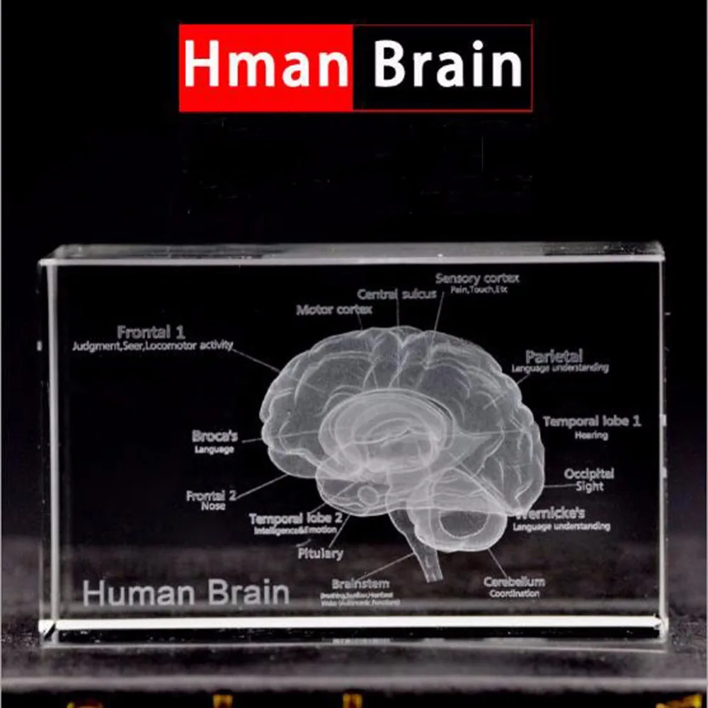 Us 771 1 Pcpack Cool 3d Crystal Inside Carving Human Brain For Art Sketch Anatomy Medical Education In Medical Science From Office School - 